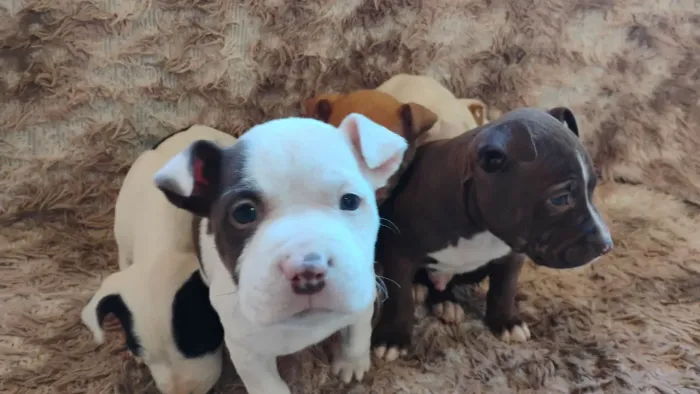 Pitt Bull American staffordshire terrier lindos filhotes