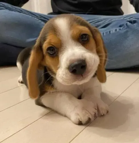 Beagle Mini Filhotes Magníficos Disponíveis.