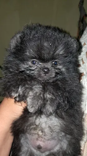 Spitz alemão anão