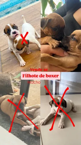 Filhote de Boxer