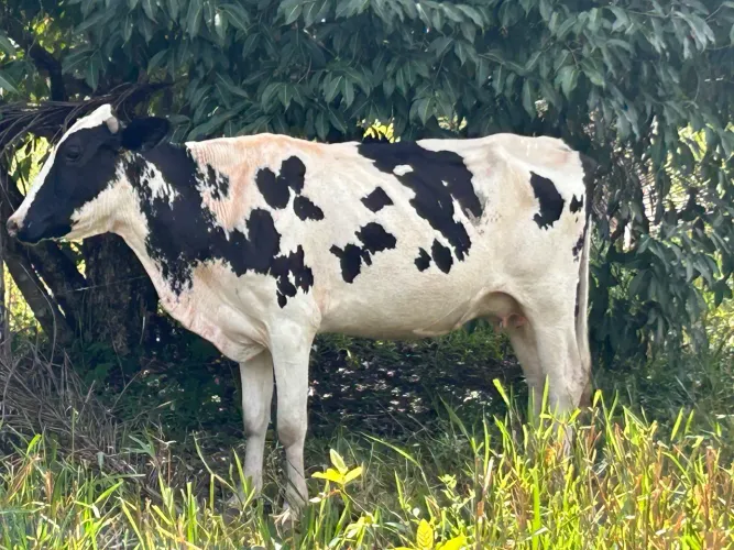 VACA E 1 NOVILHA