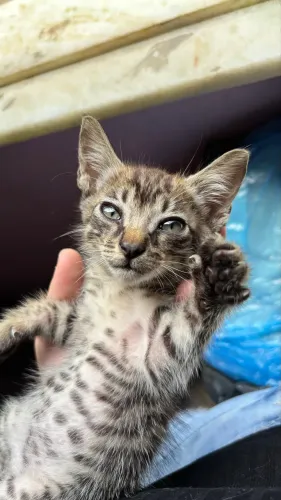 Adoção de gatinho rajado