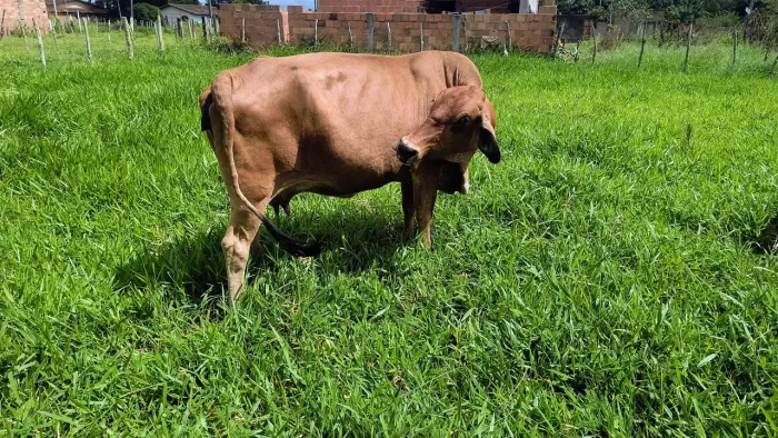 Vaca girolandia