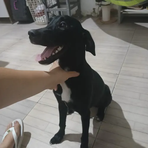 Doação Responsável 