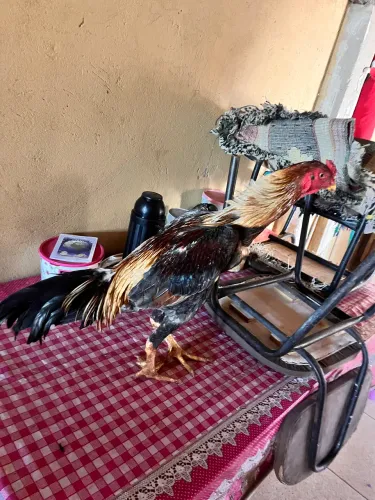 Frango mura