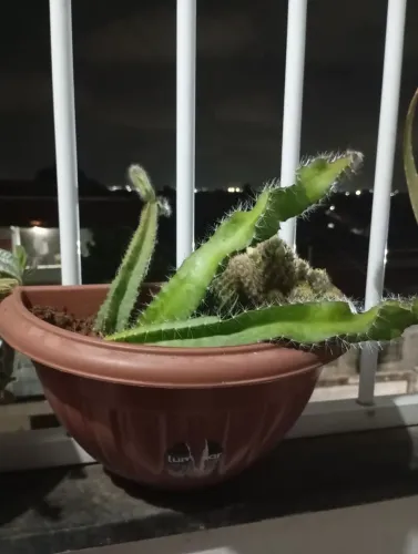 Cactus