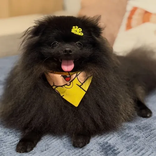 Lulu
