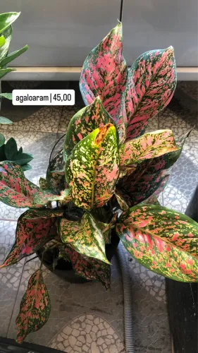 Planta | Agaloaram