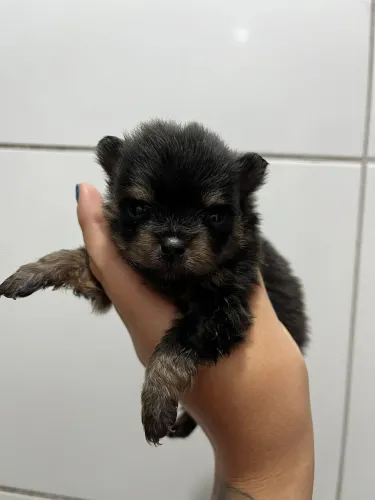 Lulu da Pomerania