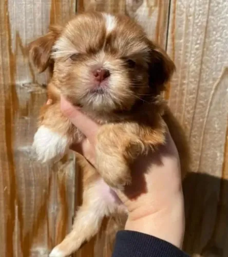 Filhotes de Shih Tzu | Um amigo que encanta todos ao redor.