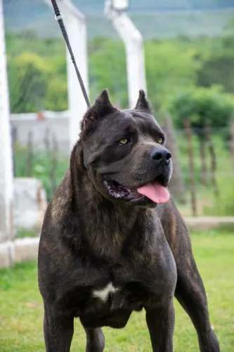 CANE CORSO | EXCLUSIVIDADE, PRESENÇA E LINHAGEM
