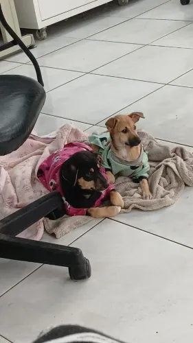 Cachorrinhas para adoção responsável