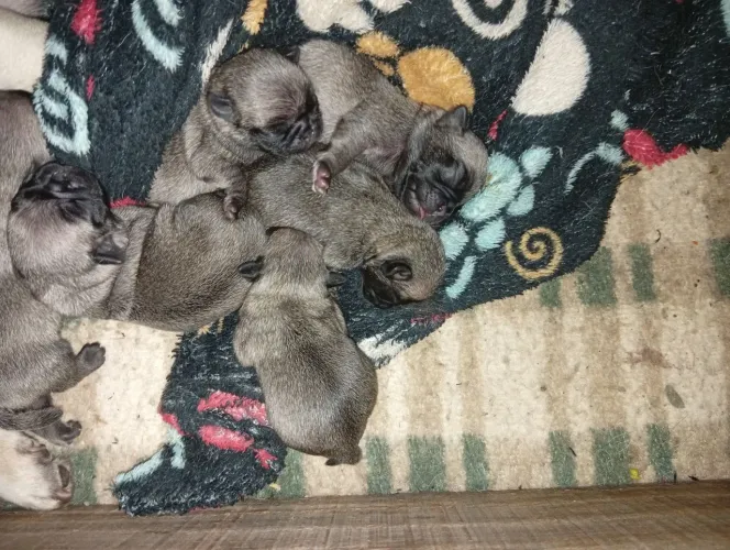 Pug para reservas femias e machos previsão de entrega pra 5 de outubro