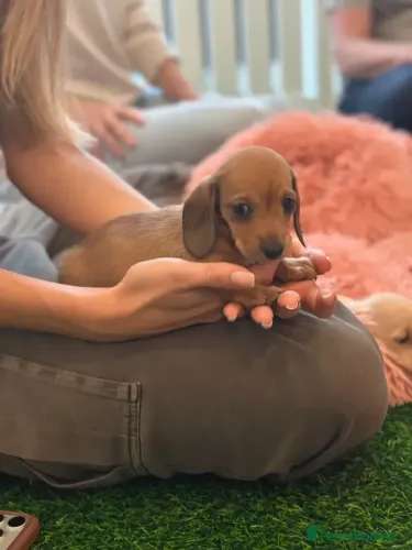 Bebezinho Teckel/Dachshund/Salsicha/Salsichinha/Basset/Cofap afetuosos e fofos