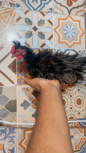 Galo frisado de topete
