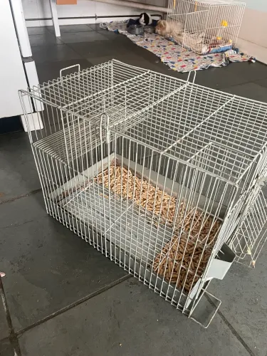 Gaiola para porquinho da india