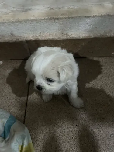 Filhote macho raça maltês