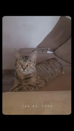 Gata 4 meses 