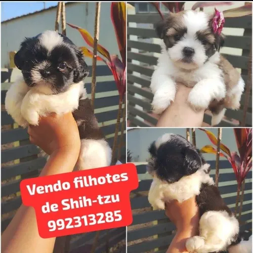 Vendo filhotes de Shih-tzu 