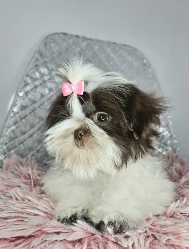 Shih tzu filhotes, valores na descrição, entregamos*