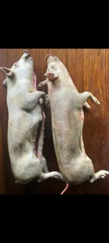 Porcos abatidos