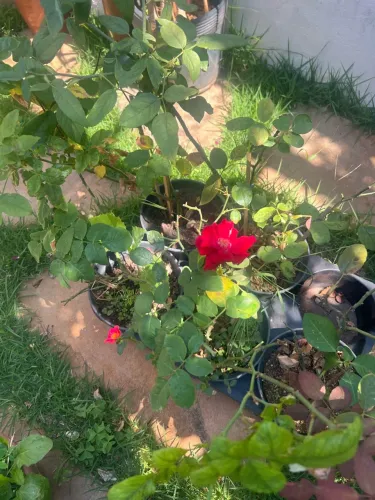 Venda de plantas e flores