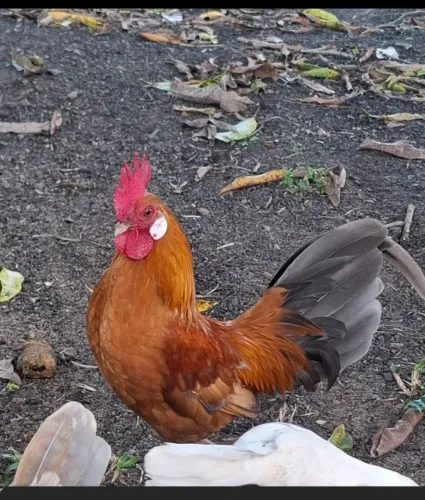 Garnizé doação