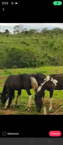 Cavalo