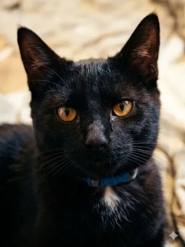 Adoção Responsável Gato Macho ?