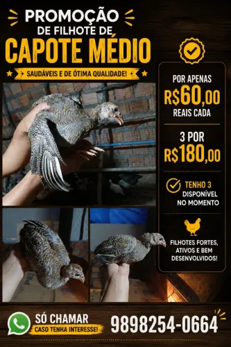 VENDO CAPOTE ( GALINHA ANGOLA)