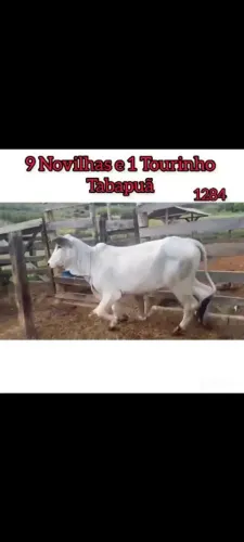 9 Novilhas e 1 Tourinho Tabapuã 