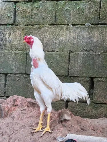 Galo índio top