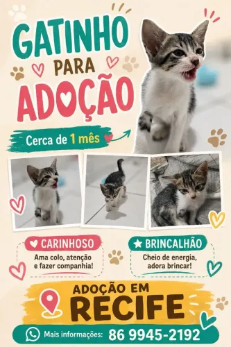 Gatinho para adoção - Macho