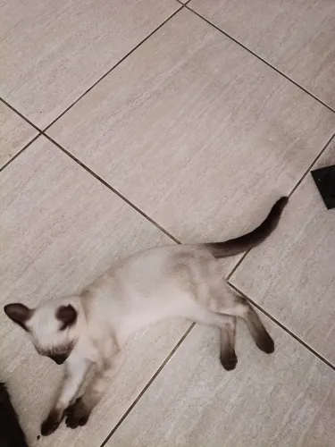 Gata siamês
