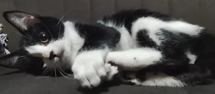 Doando gatinho