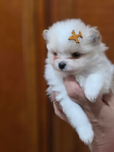 Vende-se machinho de spitz alemão, com 40 dias , será entregue vermifugado e vacinado.