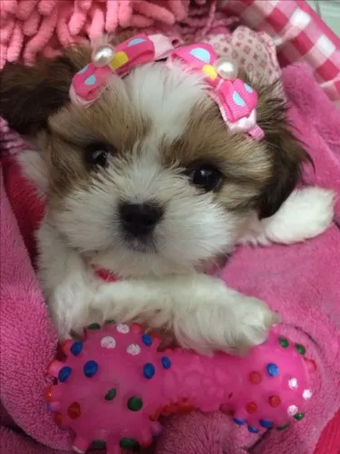 Filhote de cachorro shih tzu/shitzu companheiro leal dócil