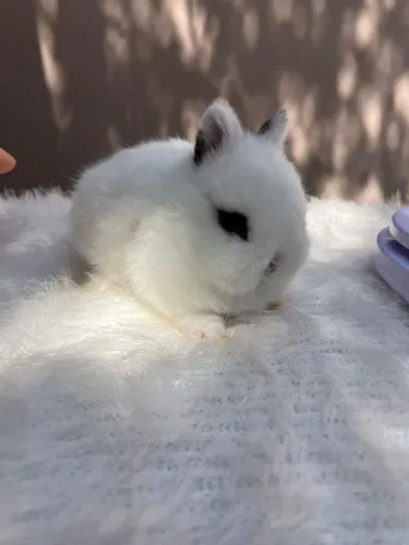 MINI COELHOS NETERLAND DWARF