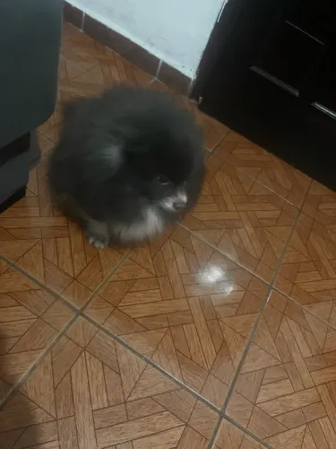 Spitz 