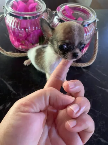 Filhotes de chihuahua