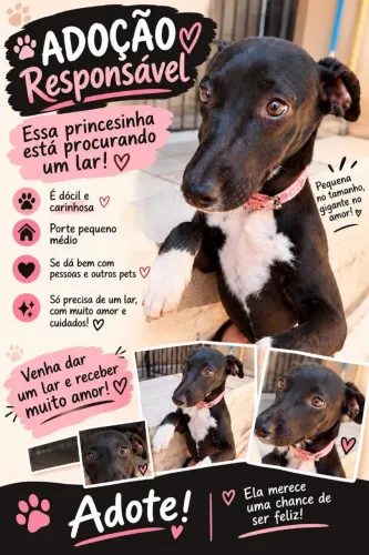 Doação de cachorrinha