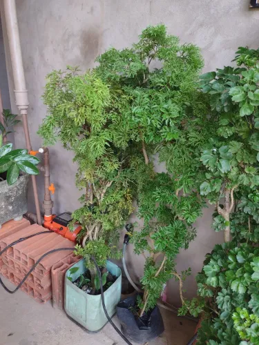 Planta da felicidade em vaso macho e fêmea