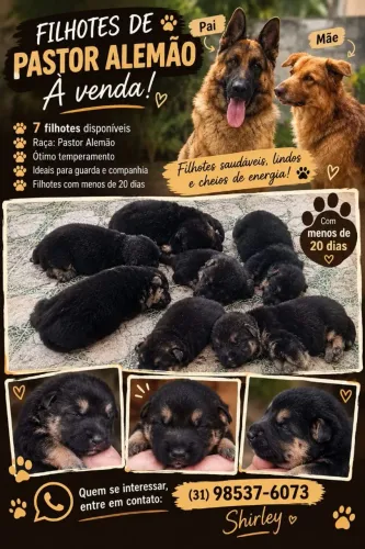 Cachorro pastor alemão capa preta y