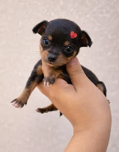 Pinscher com vacina 64 dias