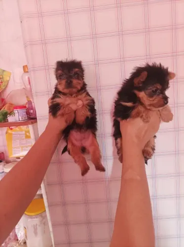 Yorkshire