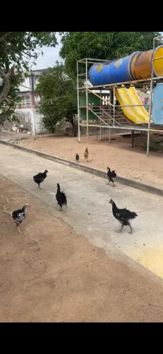 Galinhas caipira e GSB