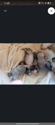 Filhote de Pug