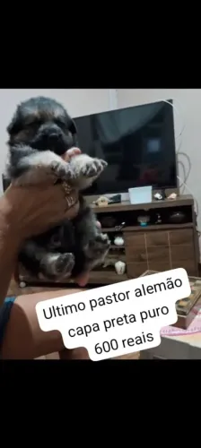 PASTOR ALEMAO CAPA PRETA PURO.SO SOBROU ESSE MACHINHO.600 REAIS BELO HORIZONTE