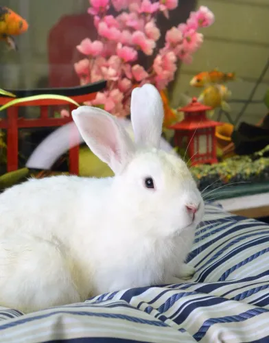 Coelho branco 7 meses ( macho) com veterinário responsável 