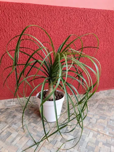 Vaso planta pata de elefante